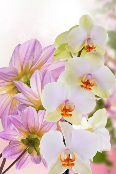 Mooie exotische bloem-orchidee — Stockfoto