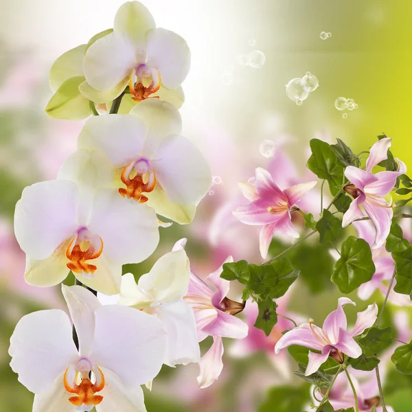 Beautiful exotic flower orchid — Stock Photo, Image