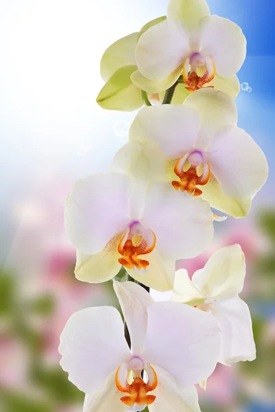 Vacker exotisk blomma orkidé — Stockfoto
