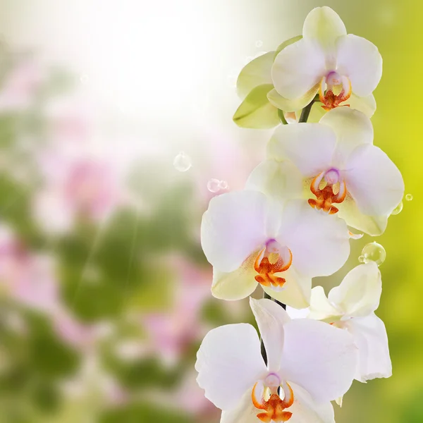 Piękny egzotyczny kwiat orchidei — Zdjęcie stockowe