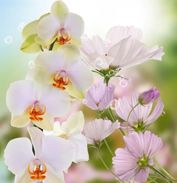 Όμορφη εξωτικών λουλουδιών ορχιδέα — Φωτογραφία Αρχείου