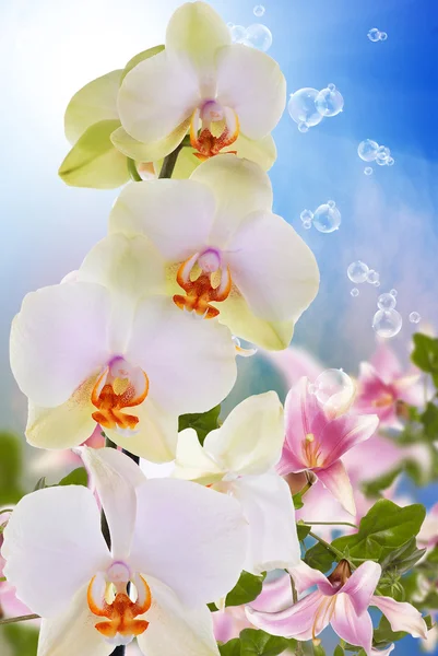 Mooie exotische bloem-orchidee — Stockfoto