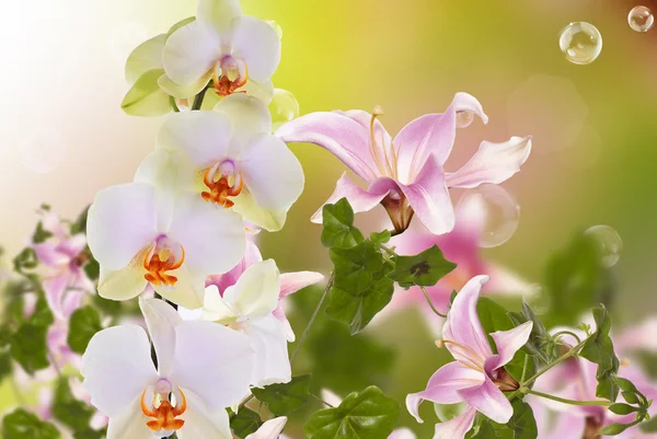 Όμορφη εξωτικών λουλουδιών ορχιδέα — Φωτογραφία Αρχείου