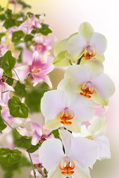 Mooie exotische bloem-orchidee — Stockfoto