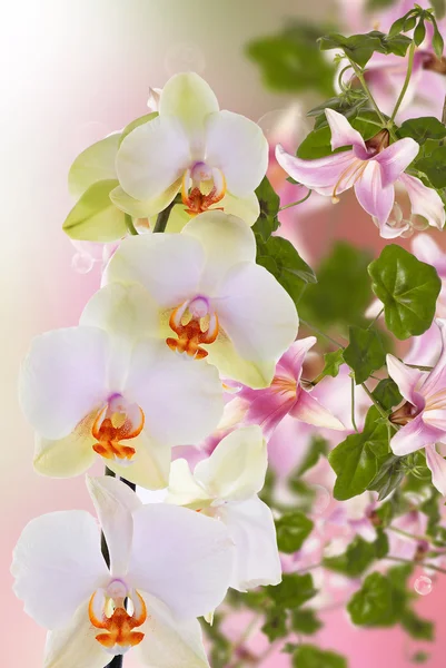 सुंदर विदेशी फूल ऑर्किड — स्टॉक फ़ोटो, इमेज