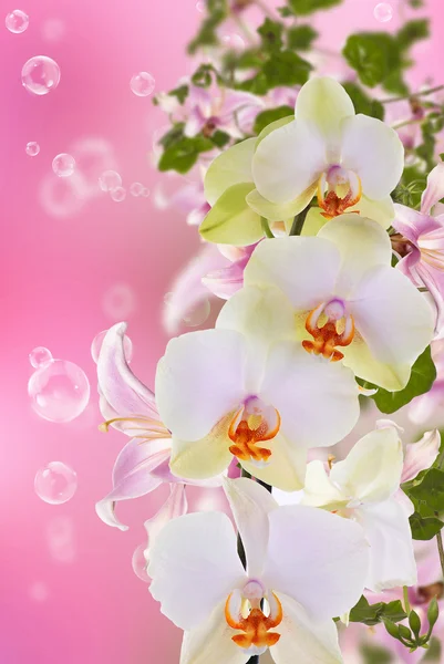 Hermosa orquídea de flor exótica —  Fotos de Stock