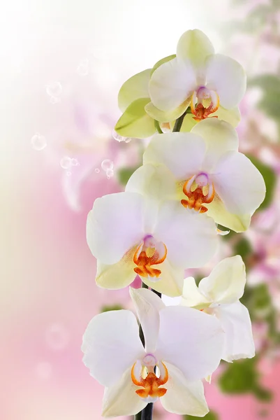 Красивая орхидея из экзотических цветов — стоковое фото