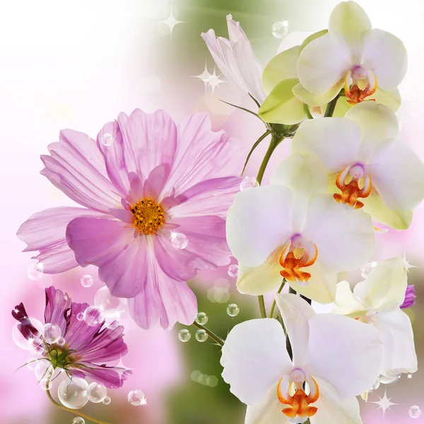 Hermosa orquídea de flores exóticas sobre fondo de naturaleza abstracta —  Fotos de Stock