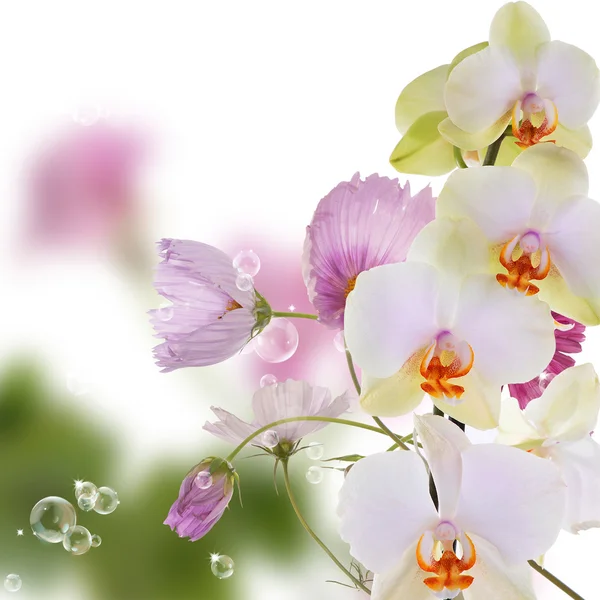 Beautiful exotic flower orchid on abstract nature background — Stock Photo, Image