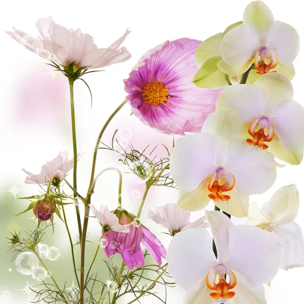 A háttér absztrakt természet gyönyörű egzotikus virág orchidea — Stock Fotó