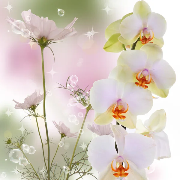 Hermosa orquídea de flores exóticas sobre fondo de naturaleza abstracta —  Fotos de Stock