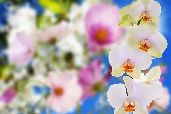 Красива екзотична квіткова орхідея на абстрактному фоні природи — стокове фото