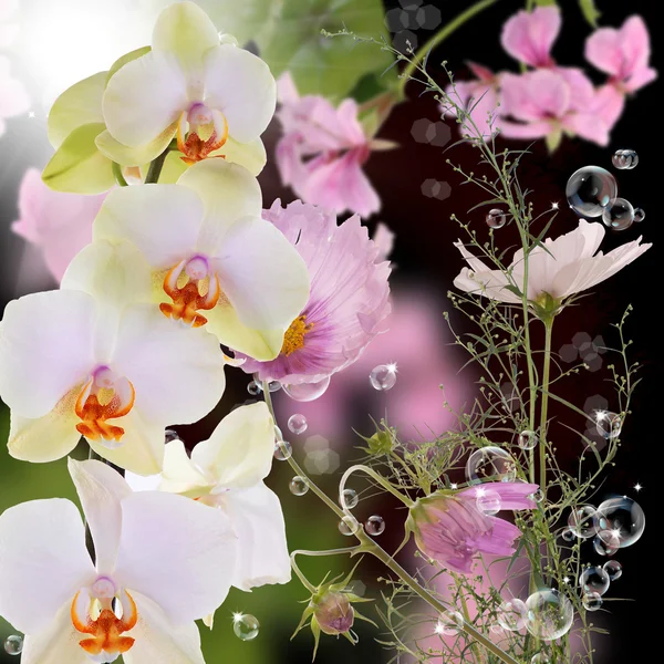 Όμορφη εξωτικών λουλουδιών ορχιδέα σε φόντο αφηρημένου χαρακτήρα — Φωτογραφία Αρχείου