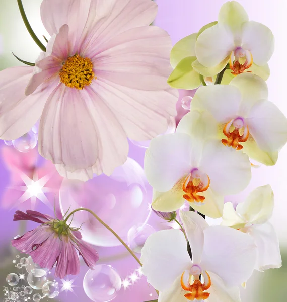 Belle orchidée de fleurs exotiques sur fond de nature abstrait — Photo