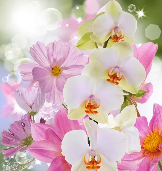 Beautiful exotic flower orchid on abstract nature background — Stock Photo, Image