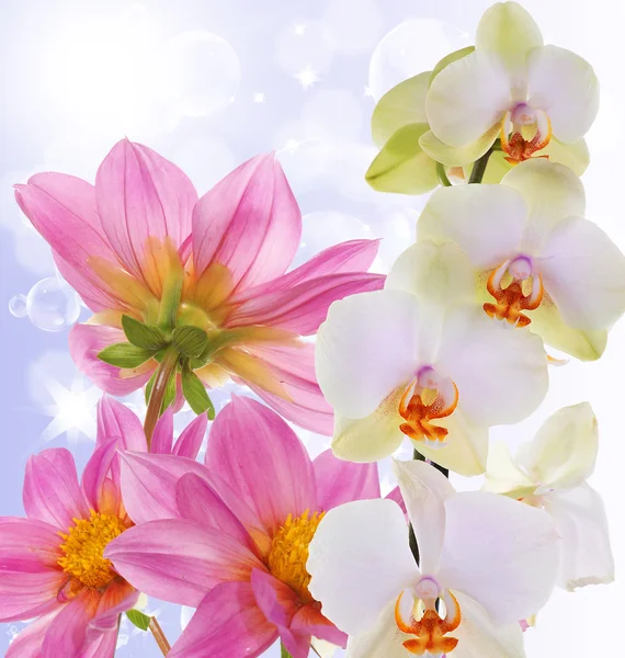 Beautiful exotic flower orchid on abstract nature background — Stock Photo, Image