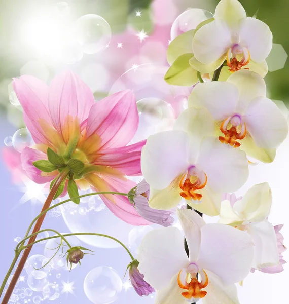 Beautiful exotic flower orchid on abstract nature background — Stock Photo, Image