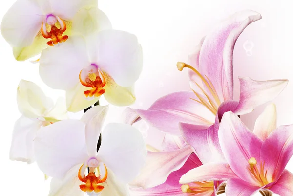 Mooie Orchidee en lily — Stockfoto