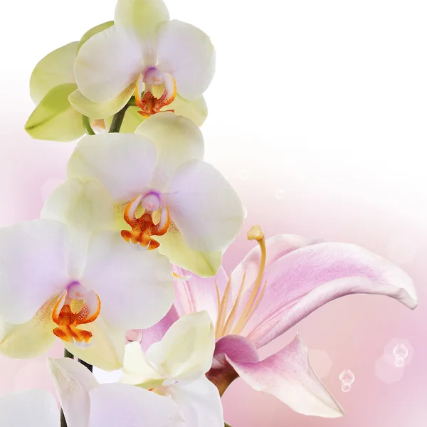 Orkidé med lily. Blombukett — Stockfoto