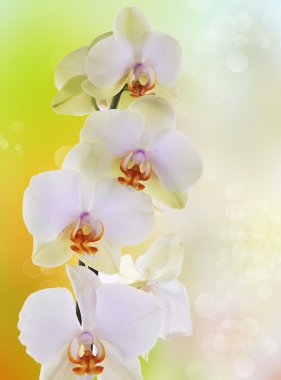 arka plan üzerinde orkide çiçekleri
