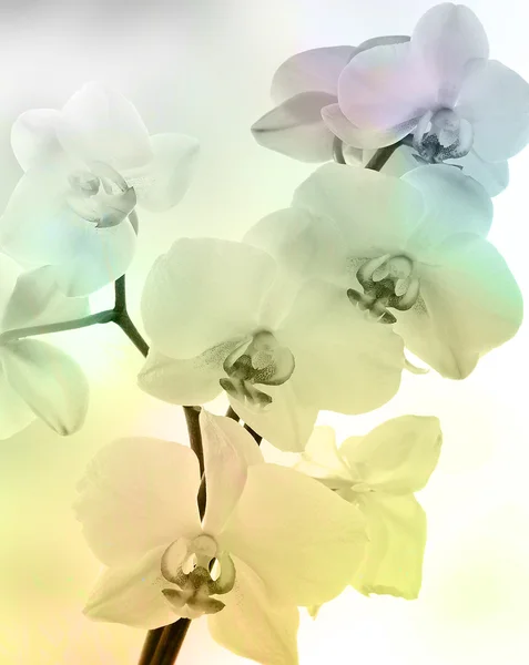 Hermosa flor de orquídea — Foto de Stock