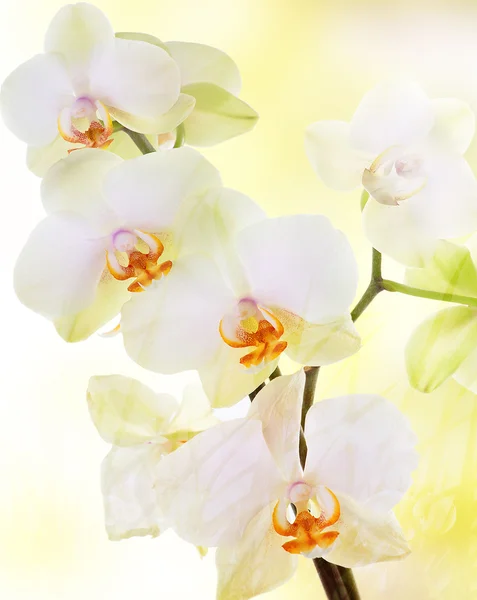 Bellissimo fiore di orchidea — Foto Stock