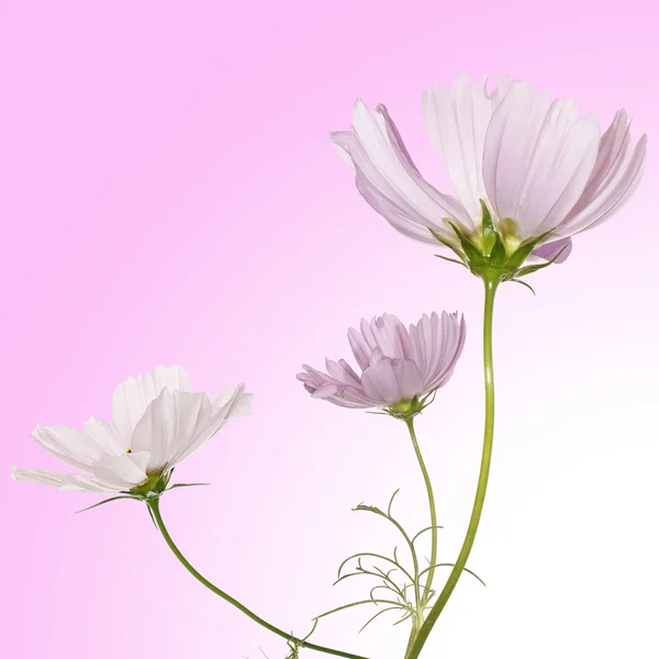 Beautiful flower design — Stock Photo, Image