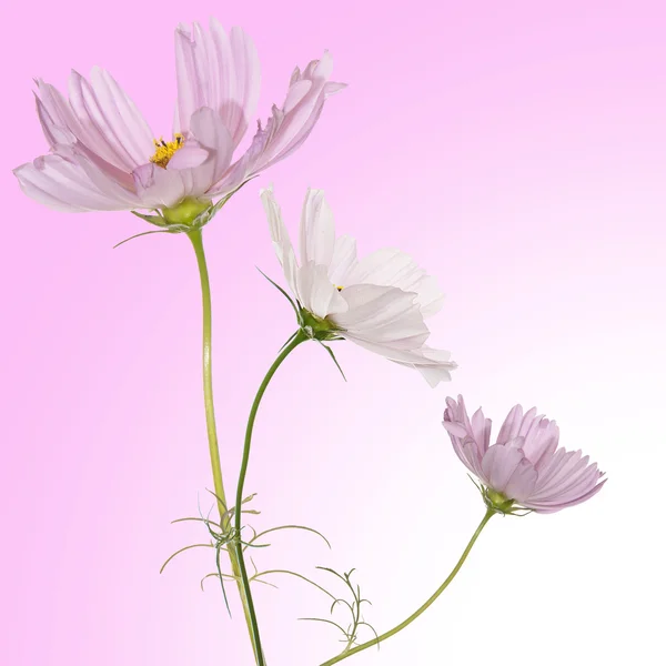 Schönes Blumendesign — Stockfoto