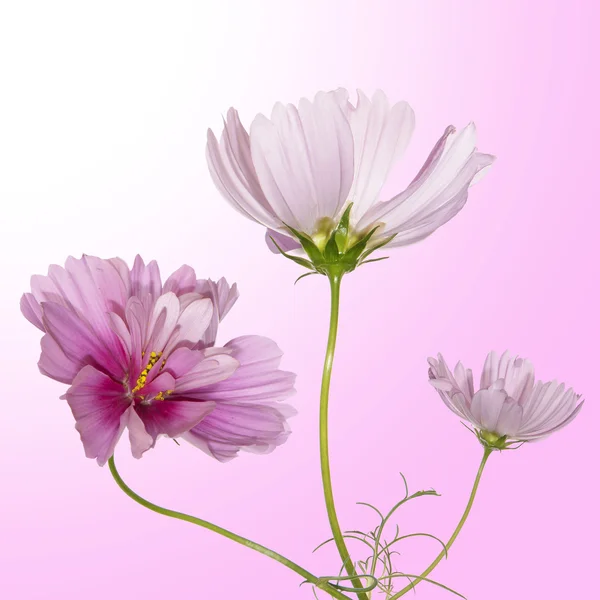 Красиву квітку дизайн — стокове фото