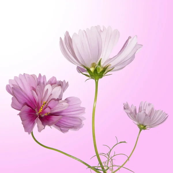 Beautiful flower design — Stock Photo, Image