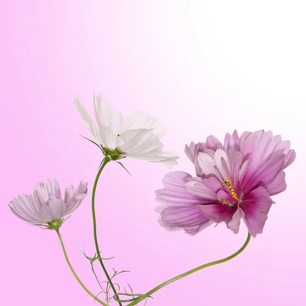 Schönes Blumendesign — Stockfoto