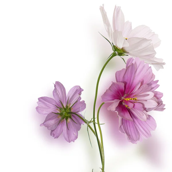 Όμορφο σχέδιο λουλουδιών — Φωτογραφία Αρχείου