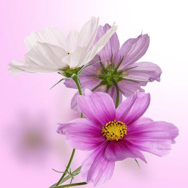 güzel çiçek tasarımı