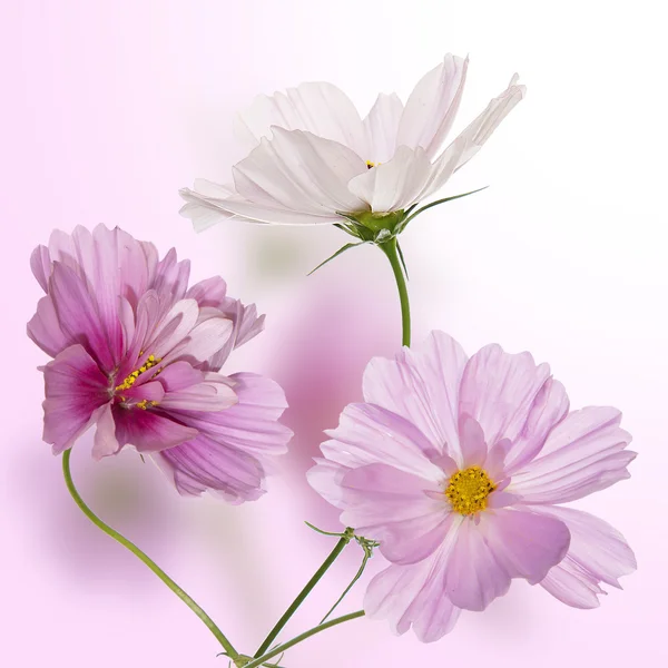 Όμορφο σχέδιο λουλουδιών — Φωτογραφία Αρχείου