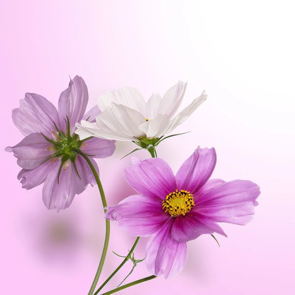 Красиву квітку дизайн — стокове фото