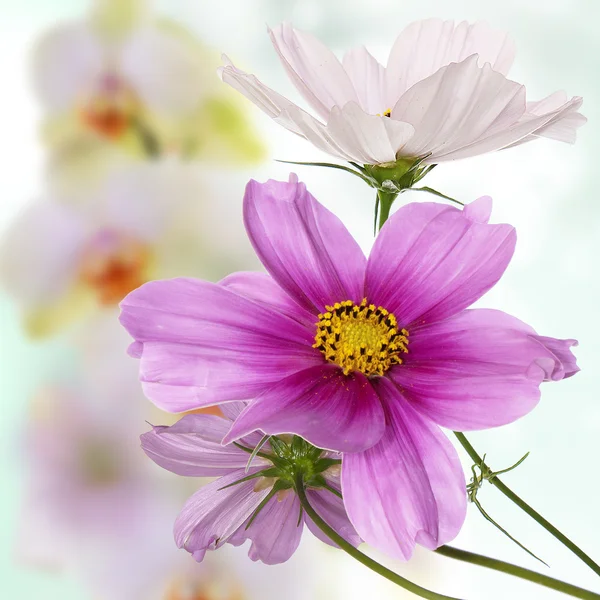 Hermoso diseño de flores — Foto de Stock