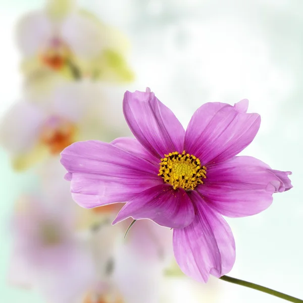 Hermoso diseño de flores —  Fotos de Stock