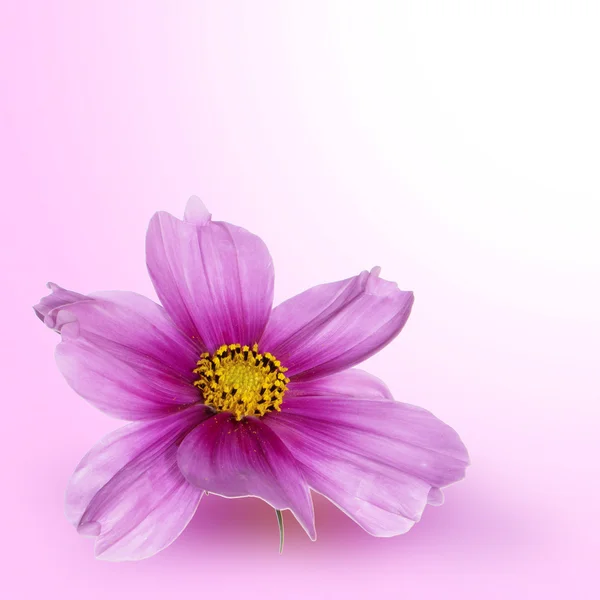 美しい花のデザイン — ストック写真