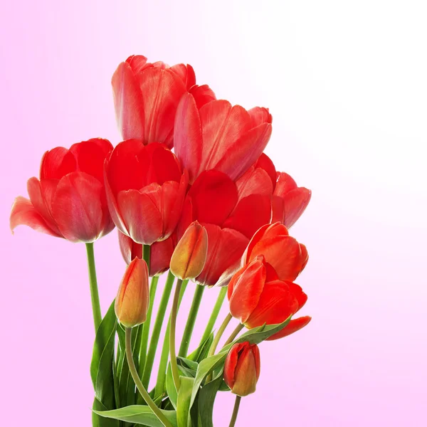 Vacker blomma design — Stockfoto
