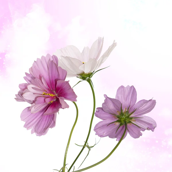 Güzel çiçek tasarımı — Stok fotoğraf