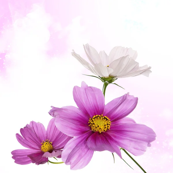 Mooi bloem ontwerp Rechtenvrije Stockfoto's