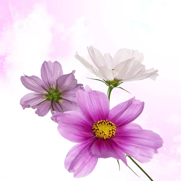 Mooi bloem ontwerp Stockafbeelding