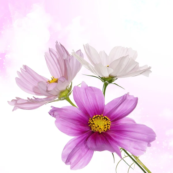 Vacker blomma design Stockfoto