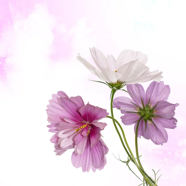 Schönes Blumendesign — Stockfoto