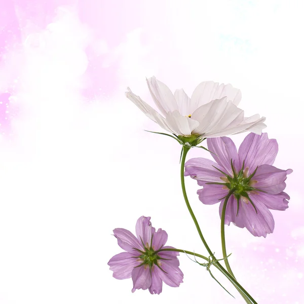 Schönes Blumendesign — Stockfoto