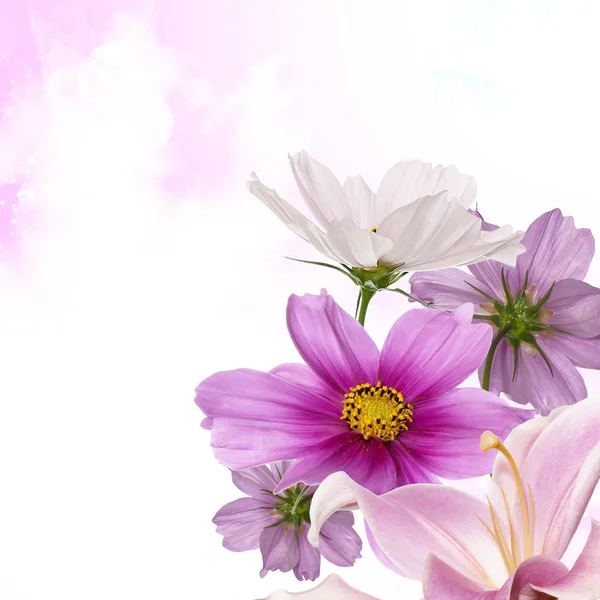 Piękny wzór kwiat — Zdjęcie stockowe