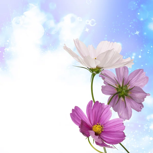 Gyönyörű virág design — Stock Fotó