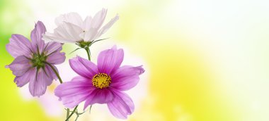 Soyut bahar doğa zemin üzerine güzel çiçekler