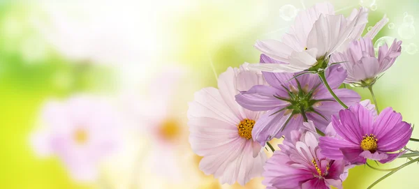 Beautiful flowers on abstract  spring nature background — Stock Photo, Image