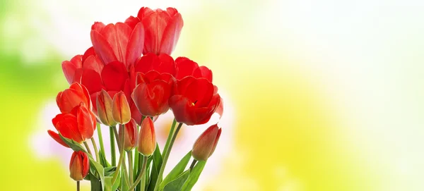 Beautiful tulip flowers — Stock Photo, Image